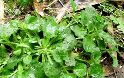 植物提取物 从健康守护者“安琪”到中国产业格局