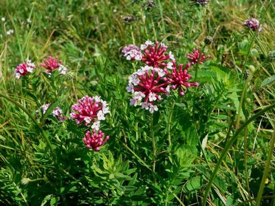 警惕！这些常见植物有剧毒，误采误食后果严重