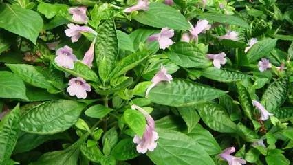 科普丨没有化工业，古人的染料都是如何得来的？——探寻植物染料的千年智慧