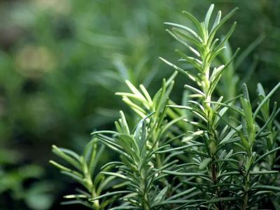 厨房香料植物-迷迭香篇 从餐桌到工业，深度解析迷迭香的提取与应用
