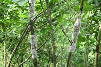 江城紫胶 工业植物提取的璀璨明珠