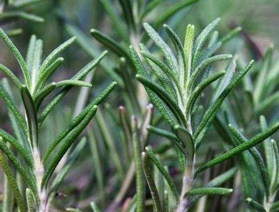 夏日驱蚊新选择 这些农村野草，天然环保又高效